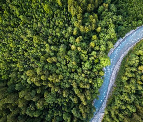 A river flowing through a forest