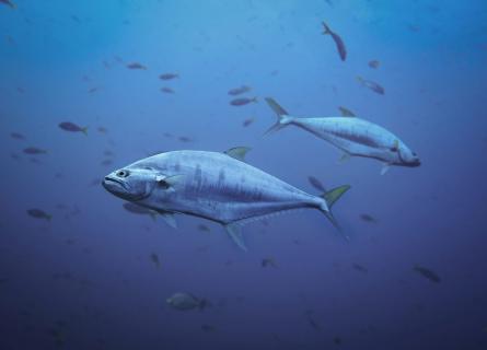 blue food fish