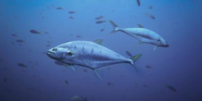 blue food fish