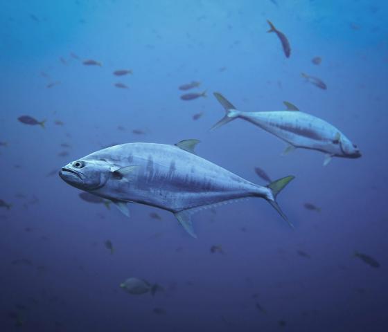 blue food fish