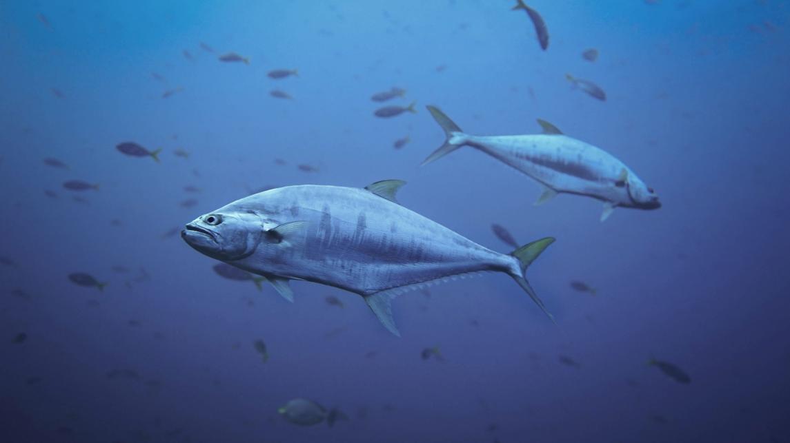blue food fish
