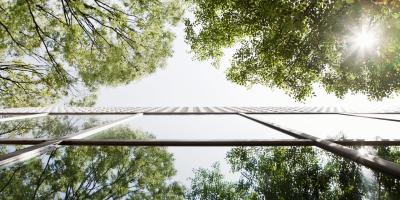 trees and a building