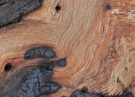 Wavy wood grain with burnt bits