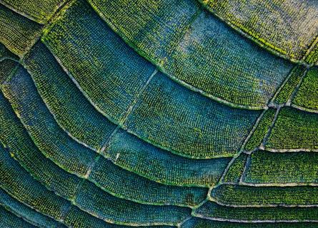 a rice field from above