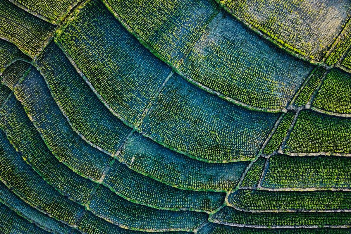 a rice field from above