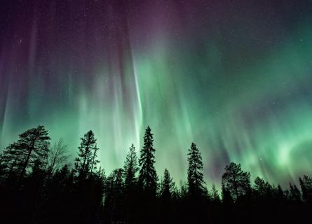 Green light in the forest of north part of Sweden