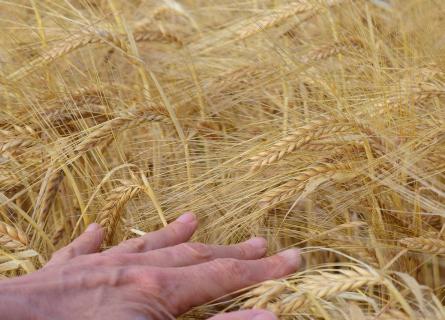Hidden in grain
