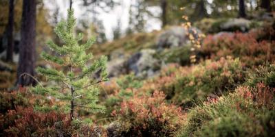 Spruce sapling growing in rugged northern forest