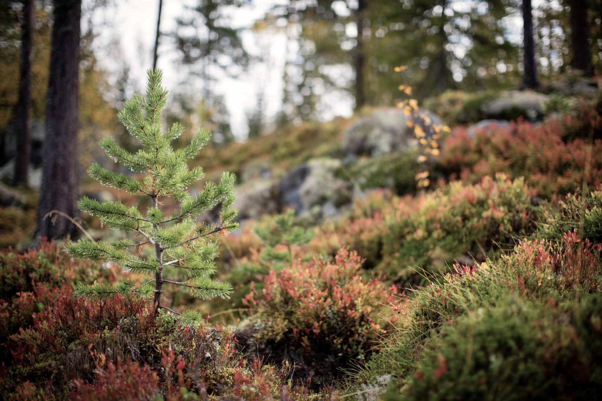Spruce sapling growing in rugged northern forest