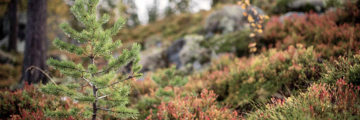 Spruce sapling growing in rugged northern forest