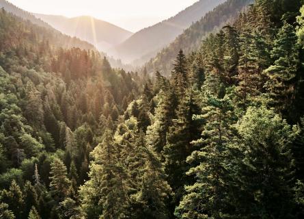 Forest and sun 