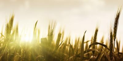 field of grass 
