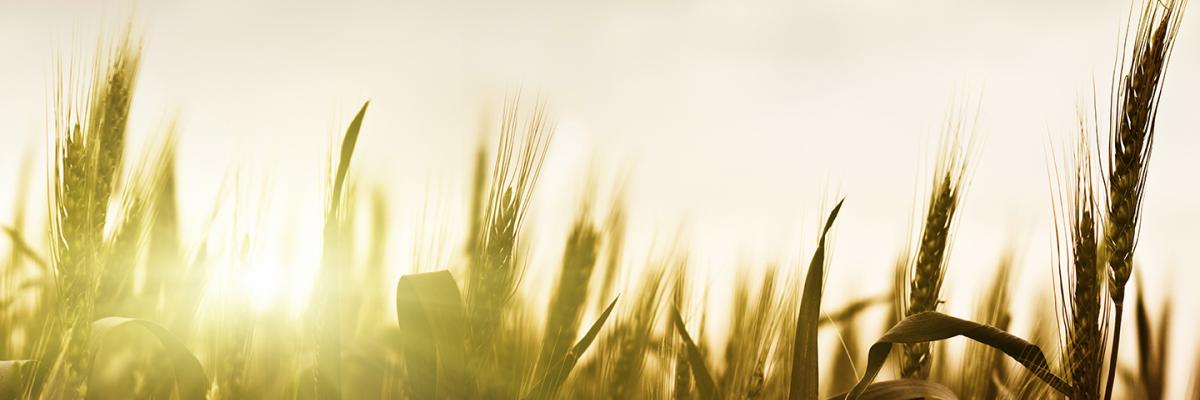 field of grass