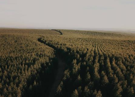 Forest inventory landscape