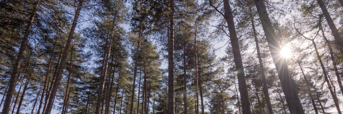Skyward view from inside a boreal forest with sun shining in