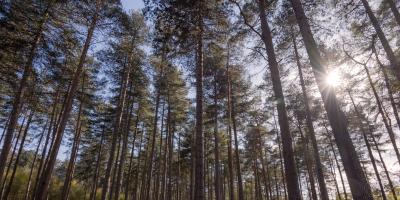 Skyward view from inside a boreal forest with sun shining in