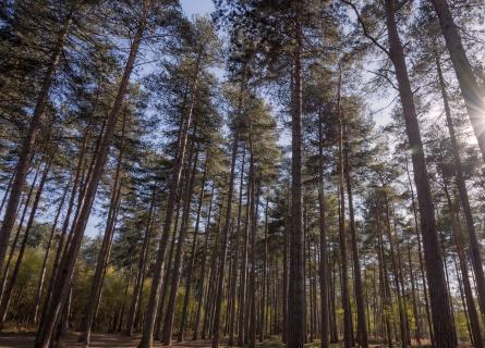 Skyward view from inside a boreal forest with sun shining in