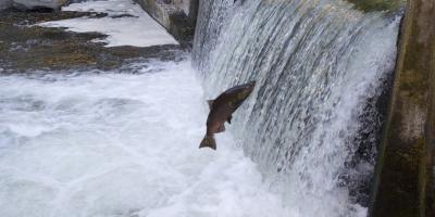 A fish jumping a small weir spillway 