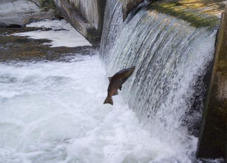 A fish jumping a small weir spillway 