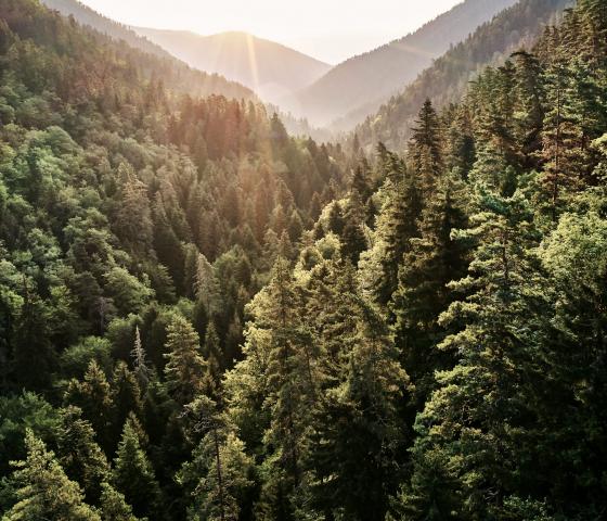 Bioindustry forest1