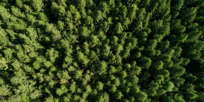 AFRY forrest