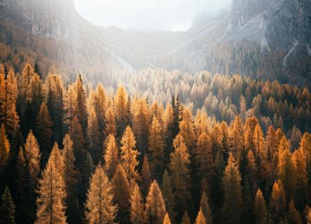 yellow spring forest and foggy mountains in the background