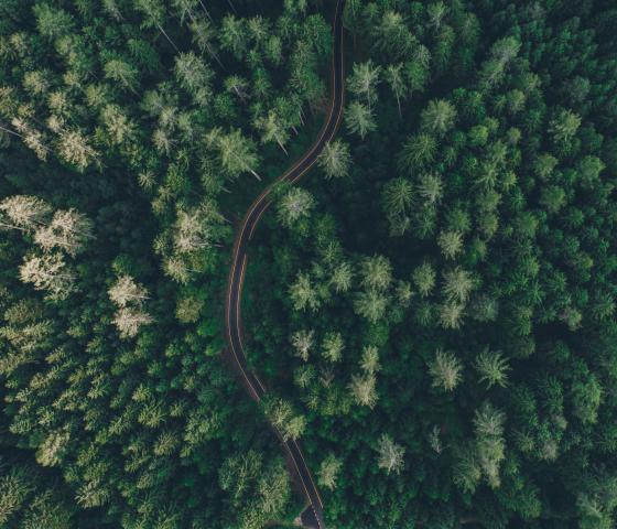 road in a green forest from above