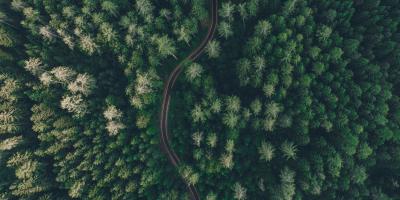 road in a green forest from above