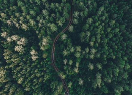 road in a green forest from above