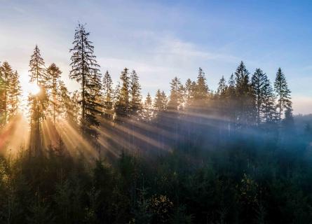 Sunrise illuminating forest