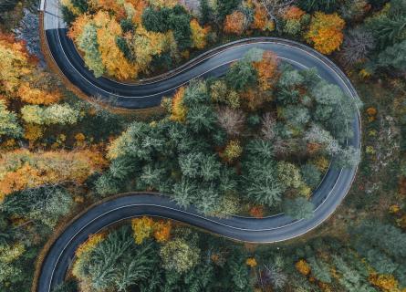 Road bending through trees