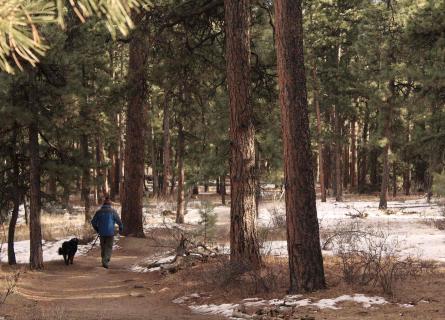 Forests provide various services, such as recreational opportunities