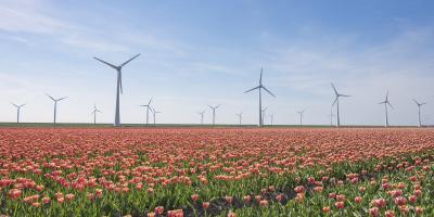 Wind turbines standing in a field of poppies