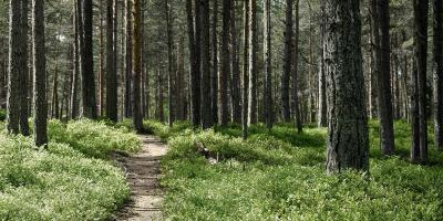 Nature path