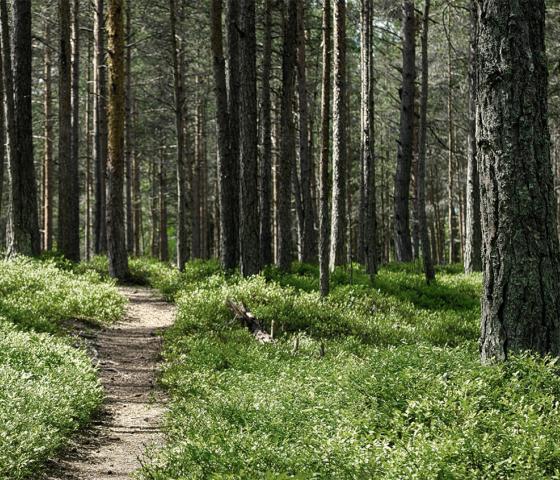 Nature path