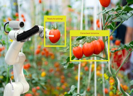 AI robot choosing tomatoes 