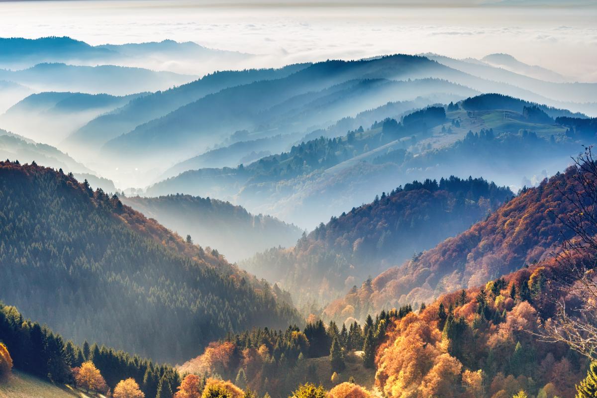 Forest in the mist