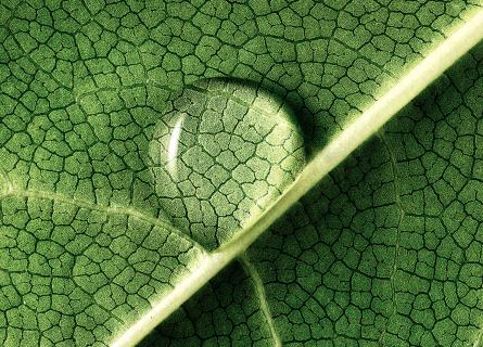 Water on leaf