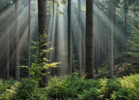 Green forest with a ray of light