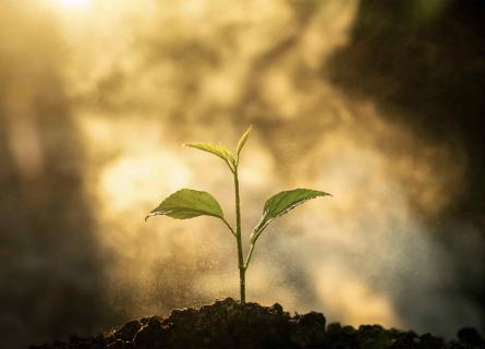 Seedling growing in direct sunlight